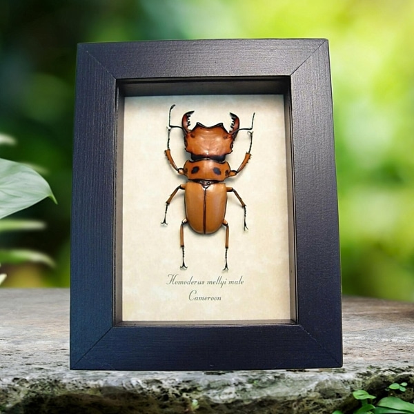 Homoderus mellyi Male Beetle Real Framed Taxidermy Display