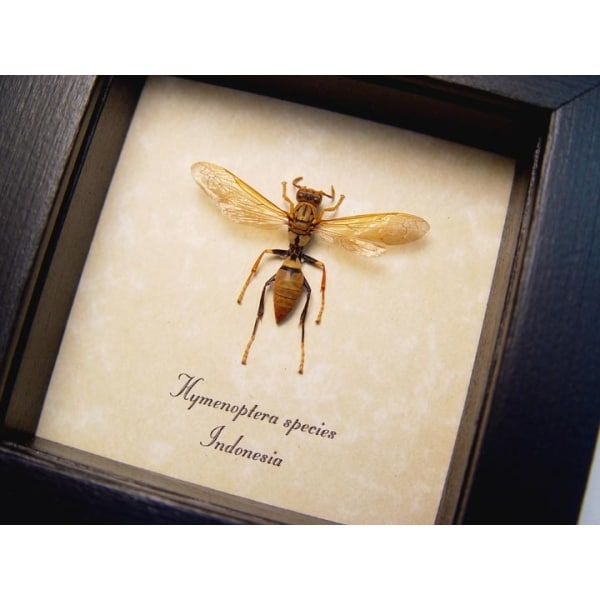Hymenoptera Golden Wasp Framed Taxidermy Display