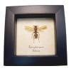Golden Wasp Hymenoptera Real Framed Taxidermy Display