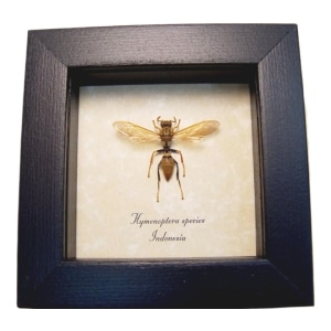 Golden Wasp Hymenoptera Real Framed Taxidermy Display