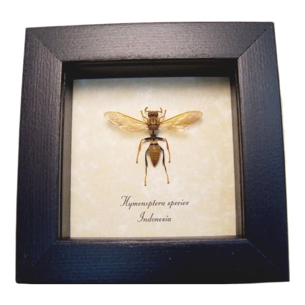 Golden Wasp Hymenoptera Real Framed Taxidermy Display