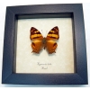 Hypanartia lethe Orange Mapwing Butterfly Framed Taxidermy Display