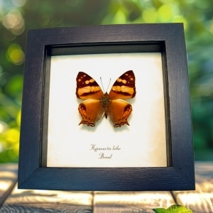 Orange Mapwing Butterfly Hypanartia lethe Framed Taxidermy Display