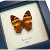  Hypanartia lethe Orange Mapwing Butterfly Framed Taxidermy Display