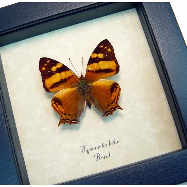  Hypanartia lethe Orange Mapwing Butterfly Framed Taxidermy Display