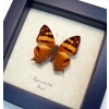  Hypanartia lethe Orange Mapwing Butterfly Framed Taxidermy Display