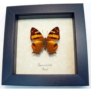 Hypanartia lethe Orange Mapwing Butterfly Framed Taxidermy Display