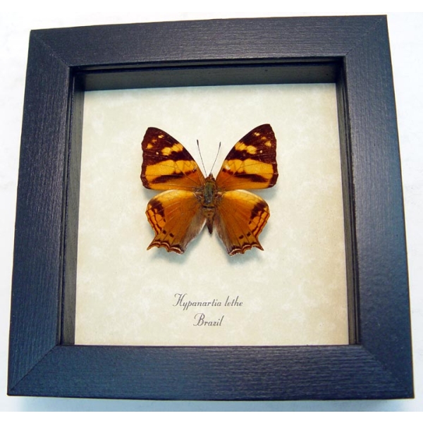  Hypanartia lethe Orange Mapwing Butterfly Framed Taxidermy Display