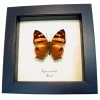 Orange Mapwing Butterfly Hypanartia lethe Framed Taxidermy Display