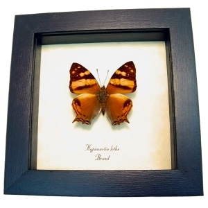 Orange Mapwing Butterfly Hypanartia lethe Framed Taxidermy Display