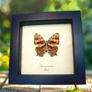 Orange Mapwing Butterfly Hypanartia lethe verso Framed Taxidermy Display