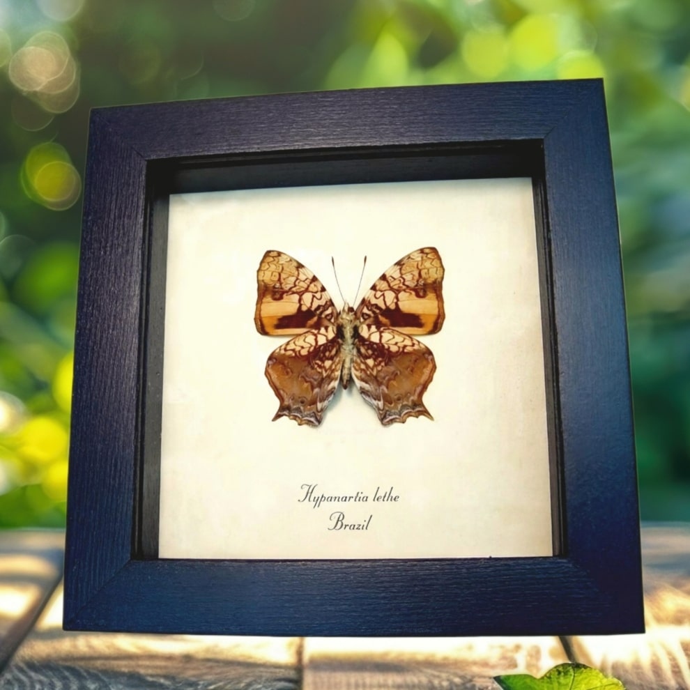 Orange Mapwing Butterfly Hypanartia lethe verso Framed Taxidermy Display