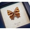 Hypanartia lethe verso Orange Mapwing Butterfly Framed Taxidermy Display
