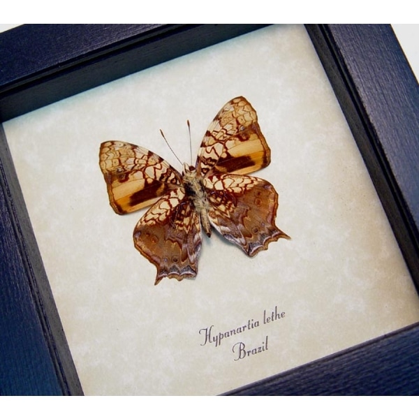 Hypanartia lethe verso Orange Mapwing Butterfly Framed Taxidermy Display