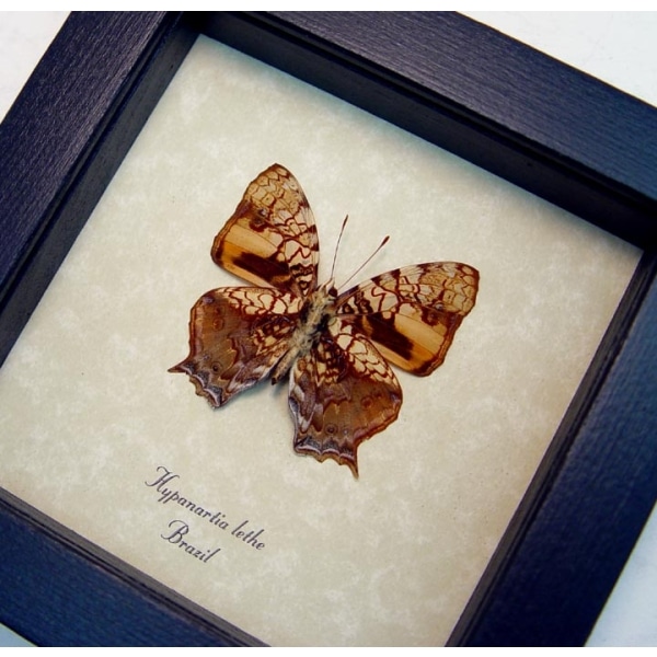 Hypanartia lethe verso Orange Mapwing Butterfly Framed Taxidermy Display