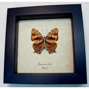 Hypanartia lethe verso Orange Mapwing Butterfly Framed Taxidermy Display
