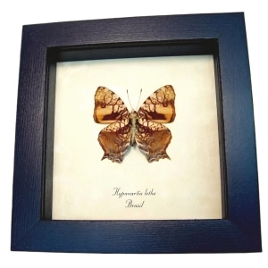 Orange Mapwing Butterfly Hypanartia lethe verso Framed Taxidermy Display