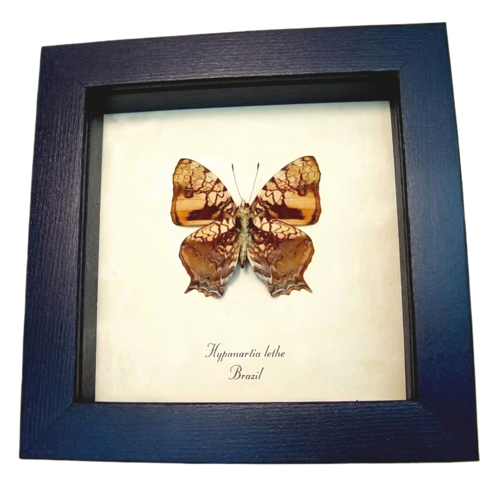 Orange Mapwing Butterfly Hypanartia lethe verso Framed Taxidermy Display