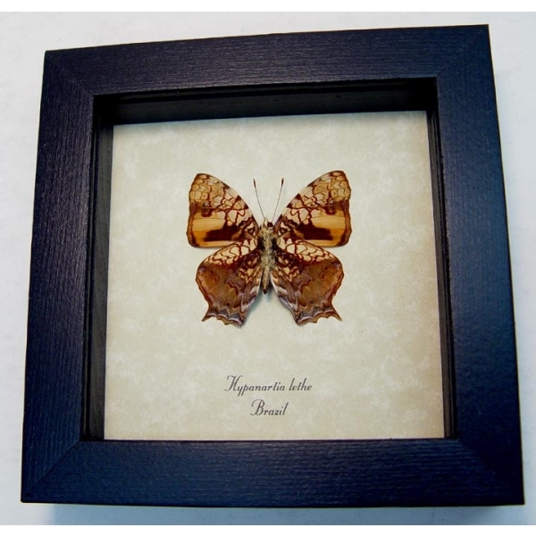 Hypanartia lethe verso Orange Mapwing Butterfly Framed Taxidermy Display