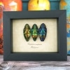 Jewel Beetle Collection Polybothris sumptuosa Real Framed Taxidermy Display