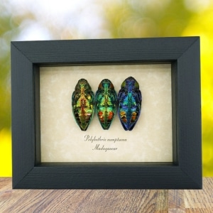 Jewel Beetle Collection Polybothris sumptuosa Real Framed Taxidermy Display