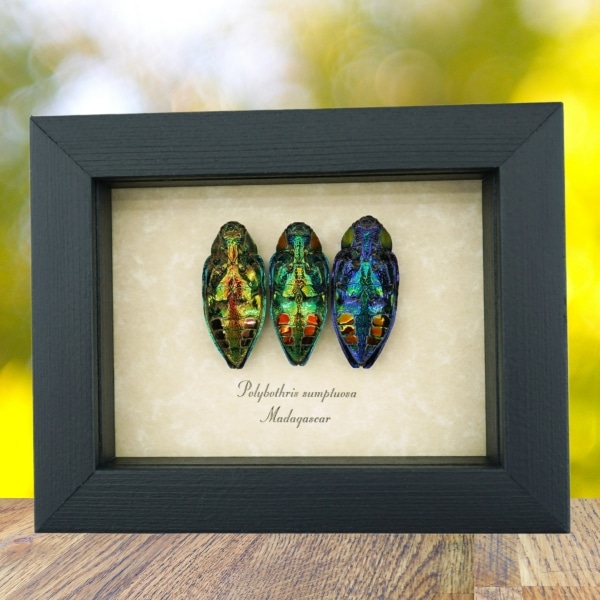 Jewel Beetle Collection Polybothris sumptuosa Real Framed Taxidermy Display