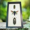 Jewel Beetle Collection Metallic Wood Boring Beetles Framed Taxidermy Display