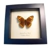 Caribbean Buckeye Butterfly Junonia evarete female Framed Taxidermy Display