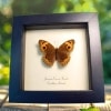 Caribbean Buckeye Butterfly Junonia evarete female Framed Taxidermy Display