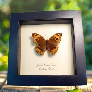 Caribbean Buckeye Butterfly Junonia evarete female Framed Taxidermy Display
