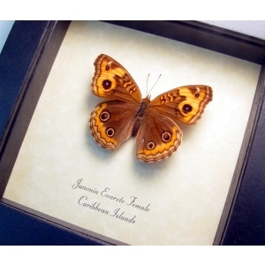 Junonia evarete Female Caribbean Buckeye Framed Taxidermy Display