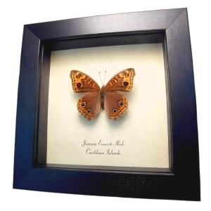 Caribbean Buckeye Butterfly Junonia evarete male Framed Taxidermy Display