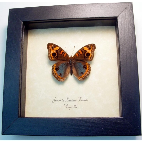 Junonia lavinia Female Tropical Buckeye Butterfly Framed Taxidermy Display