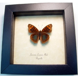 Junonia lavinia Tropical Buckeye Butterfly Framed Taxidermy Display