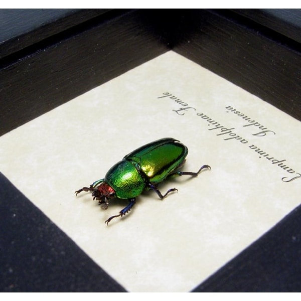 Lamprima Adolphinae Female Stag Beetle