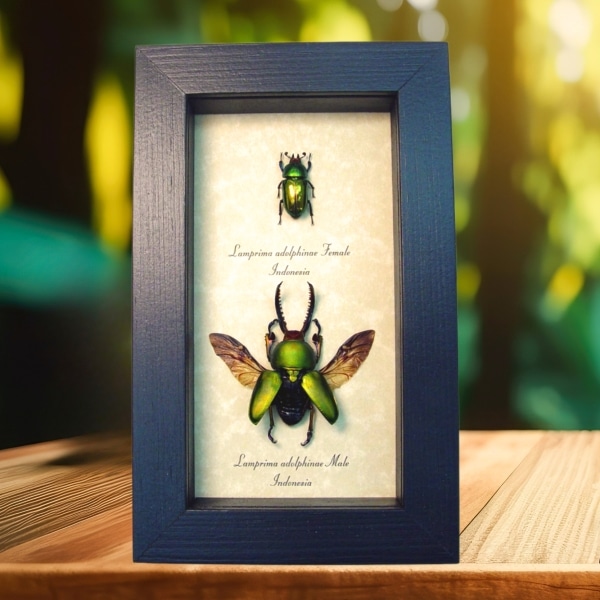 Metallic Green Lamprima Adolphinae Flying Beetle Pair Framed Taxidermy Display
