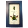 Metallic Green Lamprima Adolphinae Flying Beetle Pair Framed Taxidermy Display