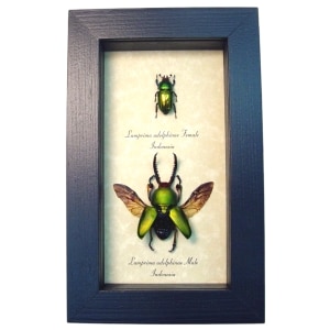Metallic Green Lamprima Adolphinae Flying Beetle Pair Framed Taxidermy Display