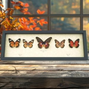 Leopard Lacewing Butterflies Cethosia Collection Framed Butterfly Taxidermy Display