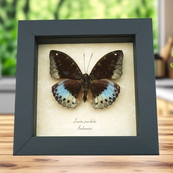Lexias pardalis Common Archduke Butterfly Framed Taxidermy Display