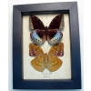 Lexias pardalis Pair Common Archduke Lavender Butterflies Framed Taxidermy Display