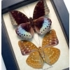 Lexias pardalis Pair Common Archduke Lavender Butterflies Framed Taxidermy Display