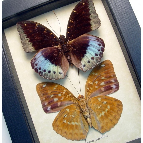 Lexias pardalis Pair Common Archduke Lavender Butterflies Framed Taxidermy Display