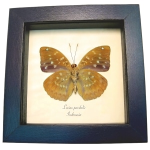 Common Archduke Lavender Butterfly Lexias pardalis Verso Framed Taxidermy Display