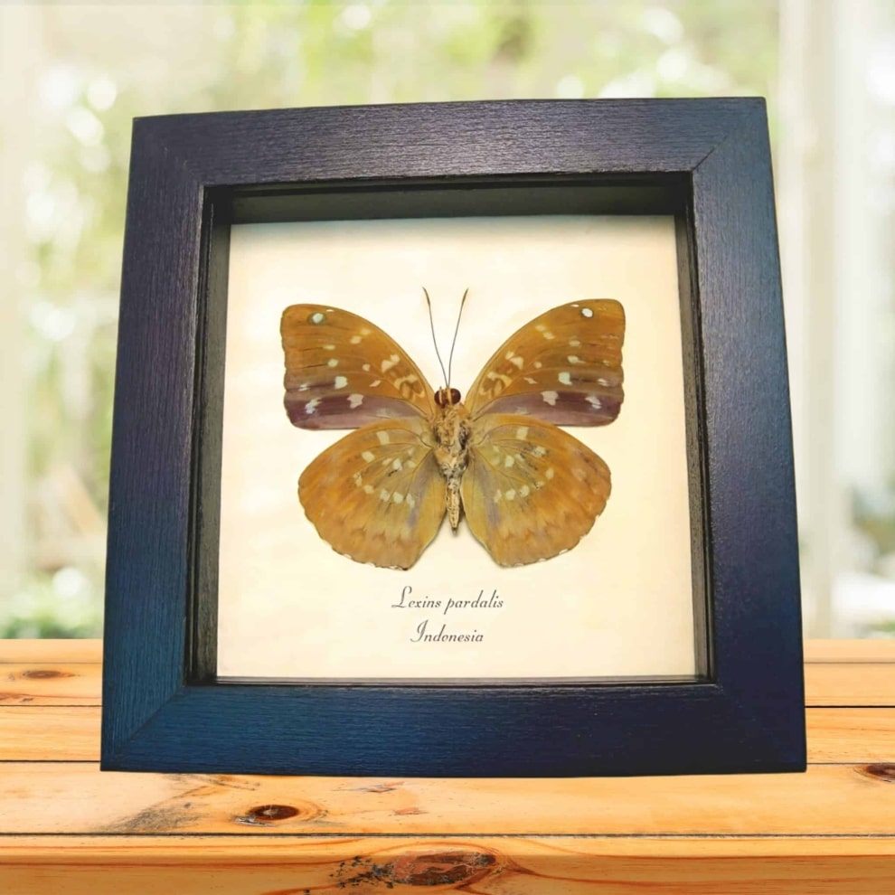 Common Archduke Lavender Butterfly Lexias pardalis Verso Framed Taxidermy Display Common Archduke Lavender Butterfly Lexias pardalis Verso Framed Taxidermy Display