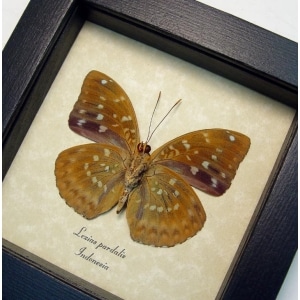 Lexias pardalis verso Common Archduke Butterfly Framed Taxidermy Display
