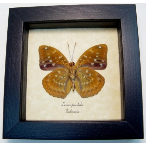 Lexias pardalis verso Common Archduke Butterfly Framed Taxidermy Display