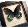 Limenitis Astyanax Female Butterfly Red Spotted Purple Real Framed Taxidermy Display
