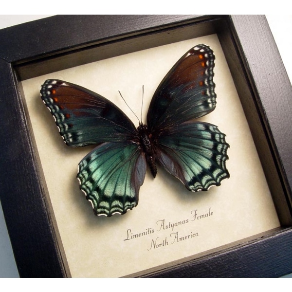 Limenitis Astyanax Female Butterfly Red Spotted Purple Real Framed Taxidermy Display