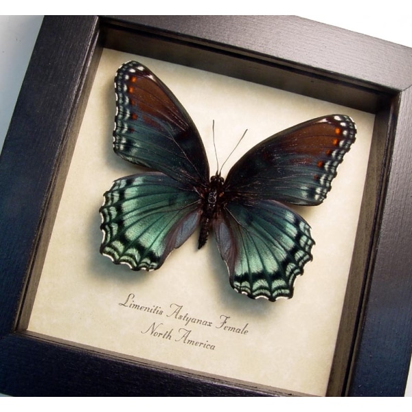 Limenitis Astyanax Female Butterfly Red Spotted Purple Real Framed Taxidermy Display